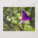 Recherche de gloire cartes postales Fleurs