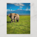 Recherche de parc national de kruger cartes postales Paysage