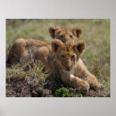 Suche nach african animals poster Lion