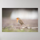 Suche nach nature photo poster Bird