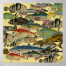 Suche nach ozeanfischen poster Tropische fische