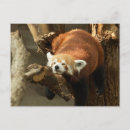 Recherche de panda rouge cartes postales Adorable