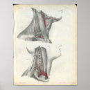 Suche nach hals poster Menschlich