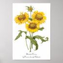 Suche nach vintage sonnenblume poster Botanik