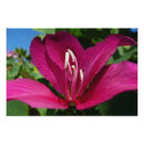 Recherche de orchidée tropicale posters Île