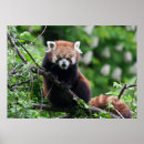 Suche nach fulgens Niedlich