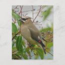 Recherche de cèdres cartes postales Nature