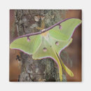 Recherche de soie magnets Vert