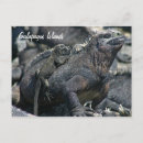 Recherche de galapagos cartes postales Iguana