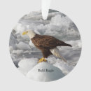 Suche nach weißkopfseeadler Natur
