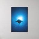 Suche nach manta leinwandbilder Unterwasser