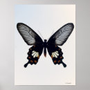 Suche nach brauner schmetterling poster Schmetterlinge