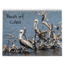 Suche nach eulen kalender Vogelbeobachtung