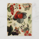 Suche nach vintage erdbeeren postkarten Heidelbeeren