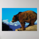 Suche nach grizzlybär poster Tierwelt