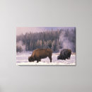 Recherche de bison américain posters Yellowstone