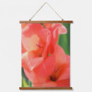 Recherche de gladiola Photographie