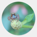 Recherche de jumping autocollants Araignée