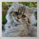 Recherche de chaton persan art Nature