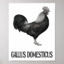 Suche nach geflügel poster Huhn