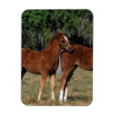 Recherche de poulain magnets Plomb langrish