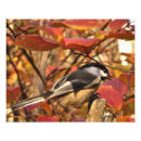 Suche nach schwarz weiß vogel poster Rot