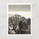 Suche nach winterbäume postkarten Fotografie
