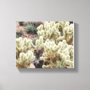 Recherche de cholla Nature