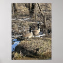 Recherche de oiseau sauvage posters Forêt