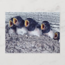 Recherche de hirondelles cartes postales Vertical