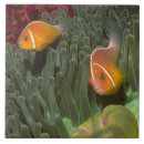 Suche nach seeanemone fliesen Tier