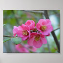 Suche nach quitten poster Mit blumen