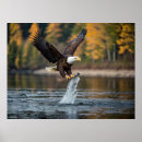 Recherche de aigle posters Nature