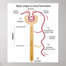 Recherche de uriner posters Médecin