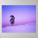 Recherche de ponderosa posters Hiver