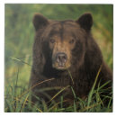 Suche nach grizzlybär untersetzer Portrait