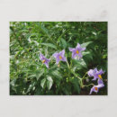 Suche nach lila stern postkarten Blume