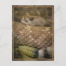 Suche nach klapperschlange postkarten Schlangen