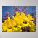 Recherche de jonquille art Fleurs