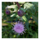 Recherche de herbes posters Forêt