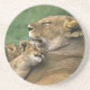 Suche nach afrikanischer löwe untersetzer Panthera leo