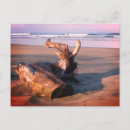 Recherche de flotteur cartes postales Plage