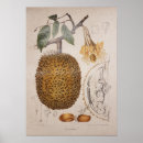 Suche nach vintage botanische illustration poster Blätter
