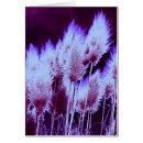 Recherche de plumes photographie Violet