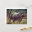 Recherche de hippo cartes postales Nature