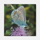 Recherche de chardon magnets Papillon