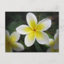 Suche nach frangipani postkarten Blühen