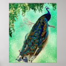 Suche nach pfau schwanz poster Natur