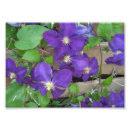 Suche nach blaue rebe poster Mit blumen