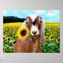 Recherche de peinture tournesol posters Peintures